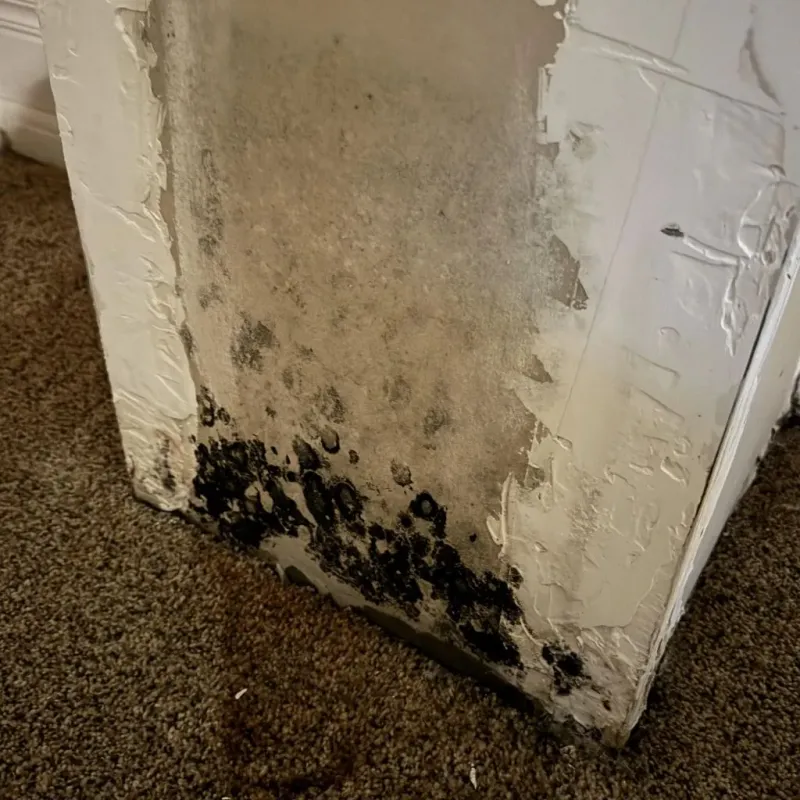 Professional Mold Removal in Mount Holly, VT